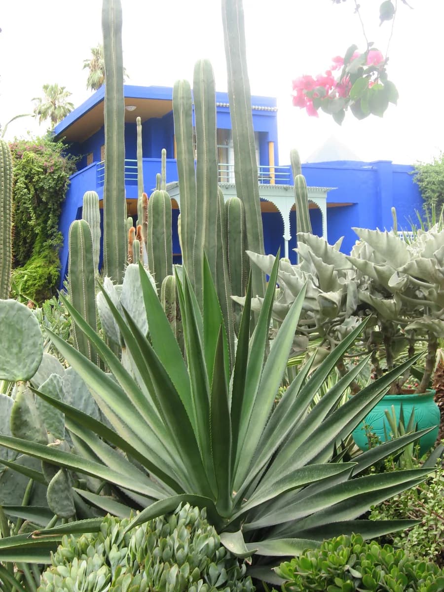 Jardin Majorelle